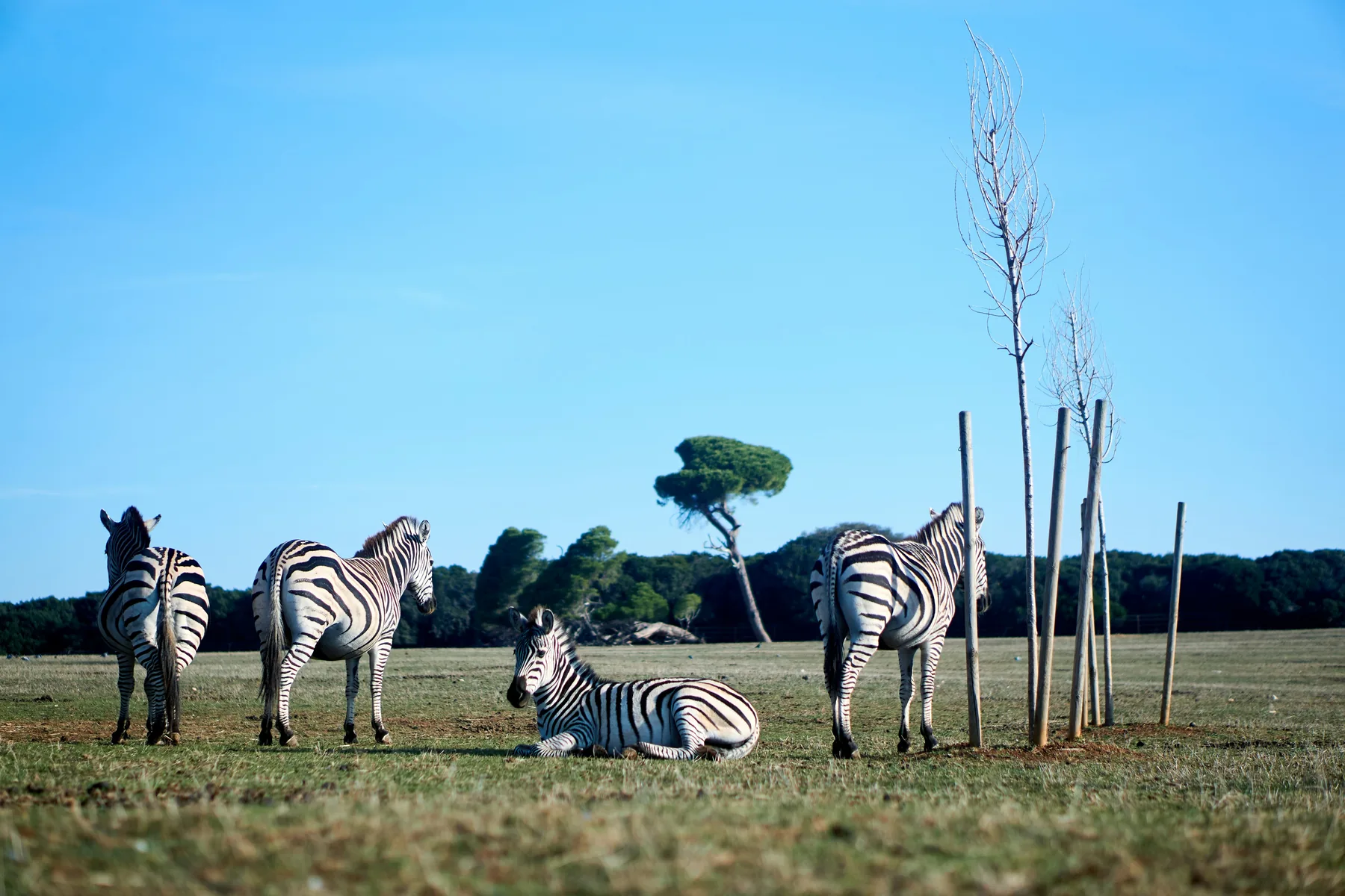 Zebras in the safari parkland of the Brijuni islands, reached by private boat