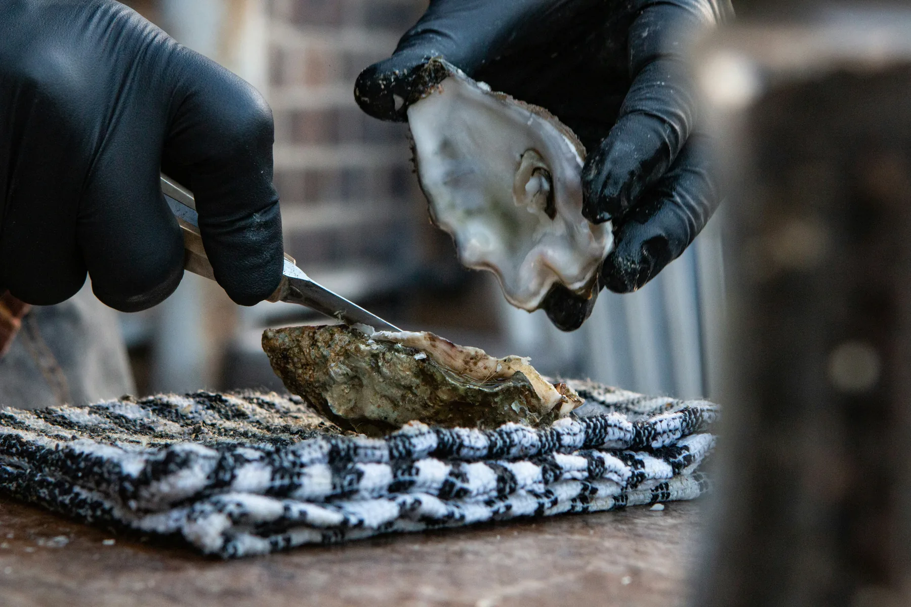 A fresh oyster opened at the oyster farm in the Lim fjord