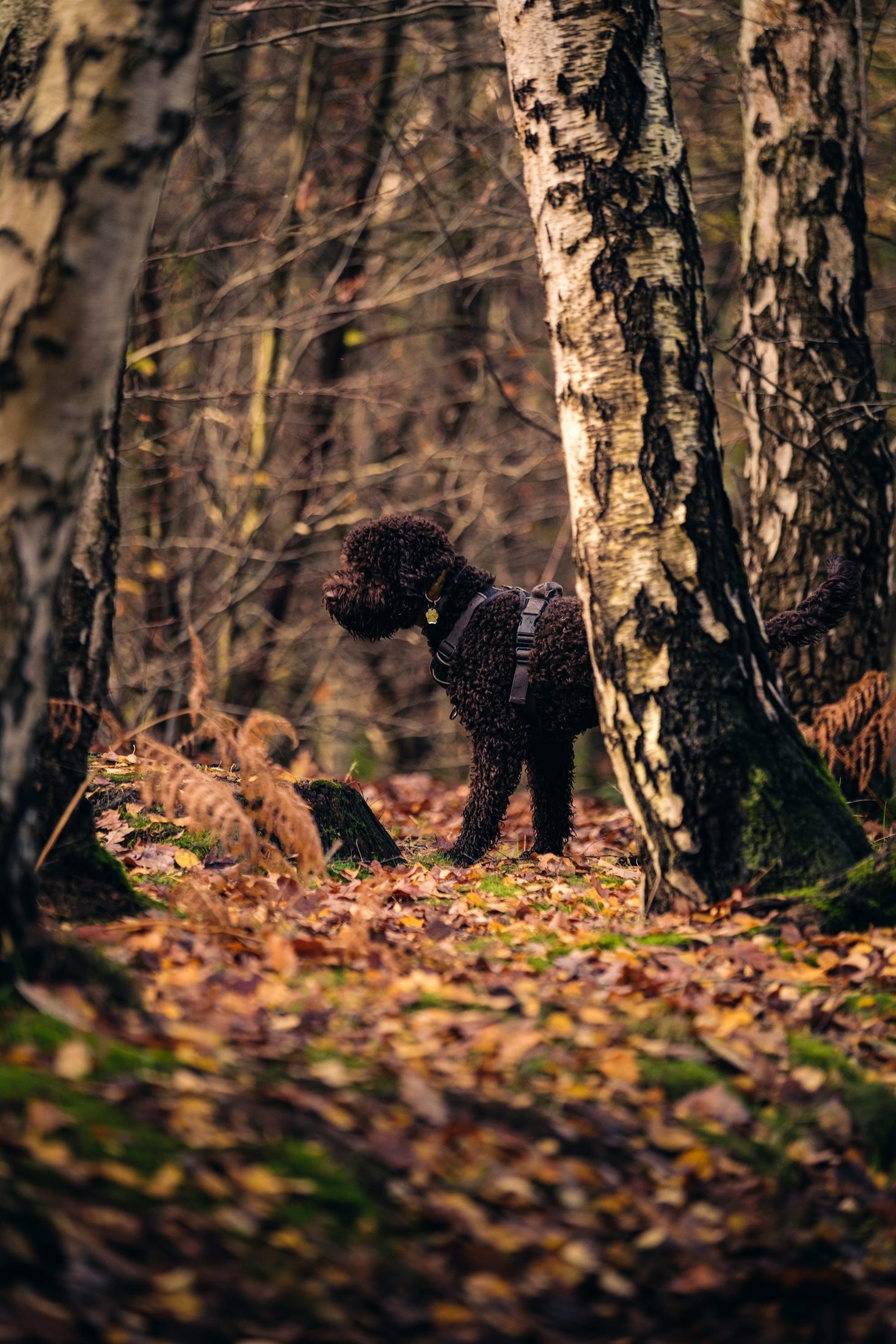 Ein Trüffelhund im herbstlichen Wald nahe Motovun