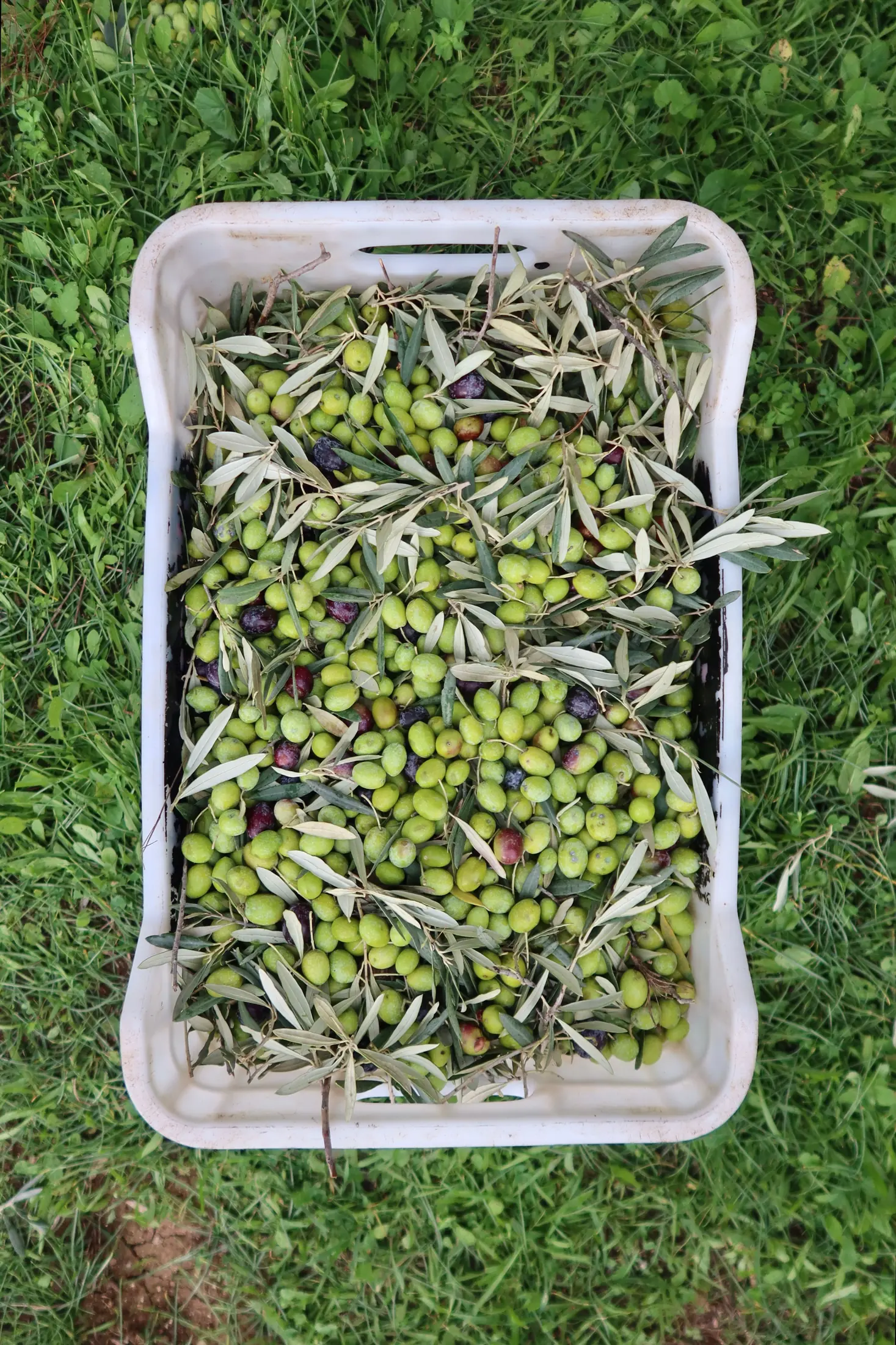 A crate of freshly picked Istrian olives in from the grove