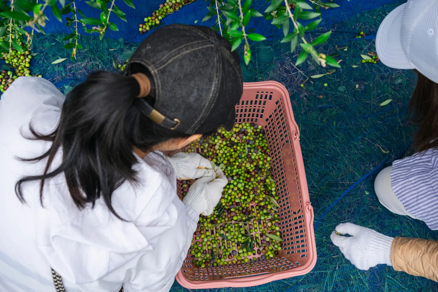 The olive harvest in the groves of inland Istria near LaMaison, olives gathered by hand