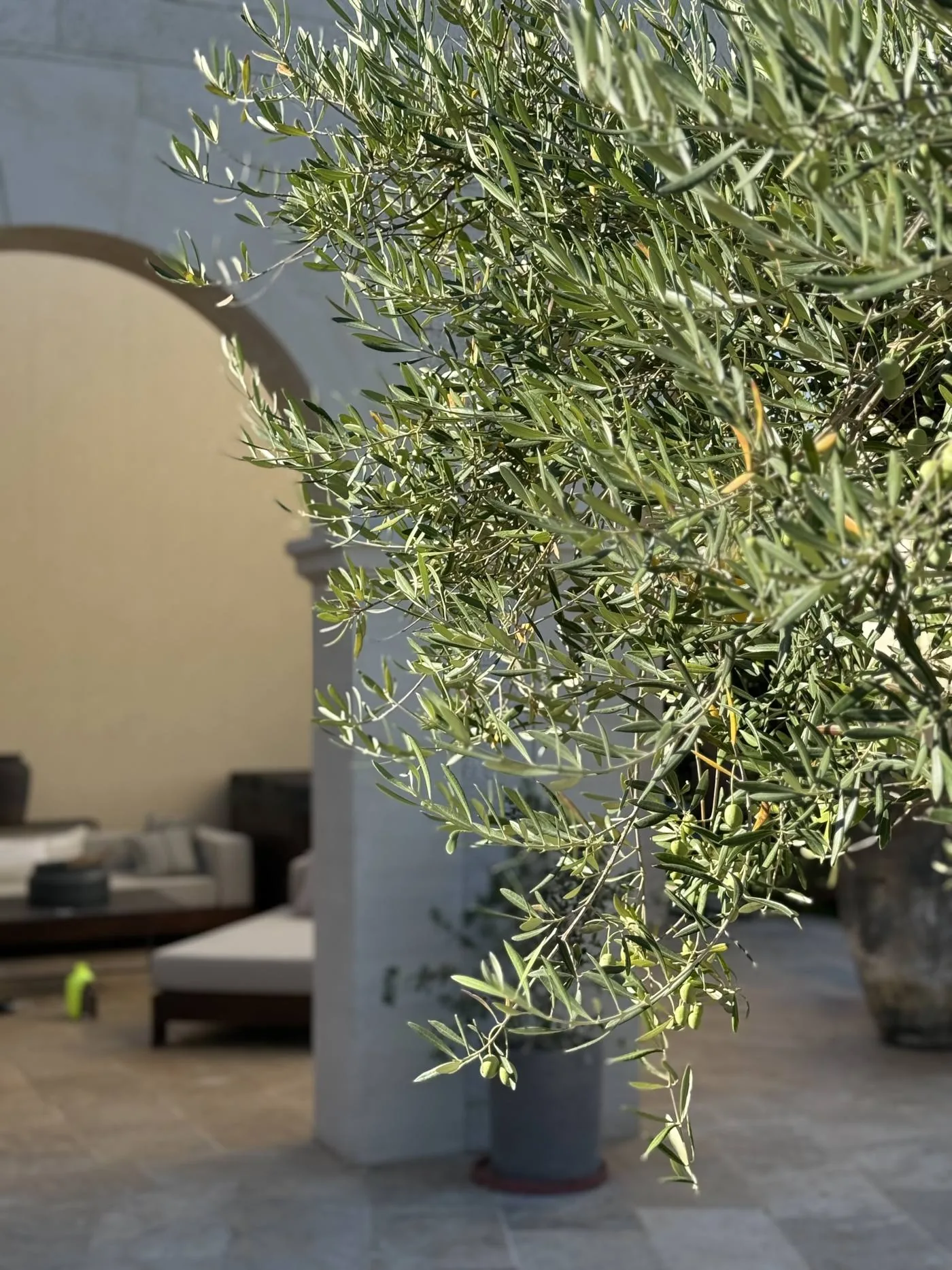 An old olive tree in an Istrian grove